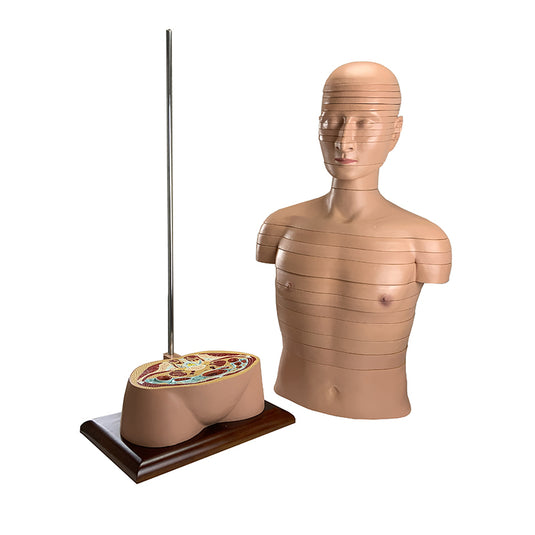 Mô hình phần thân, 24 đĩa [SKU: MG32002]