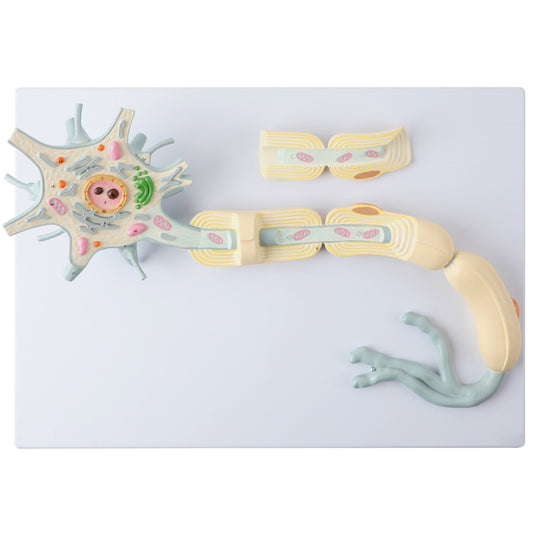 Neuron với Dendrite & Axon, phóng đại 2,500 lần, 2 bộ phận [Mã SKU: MG23433]