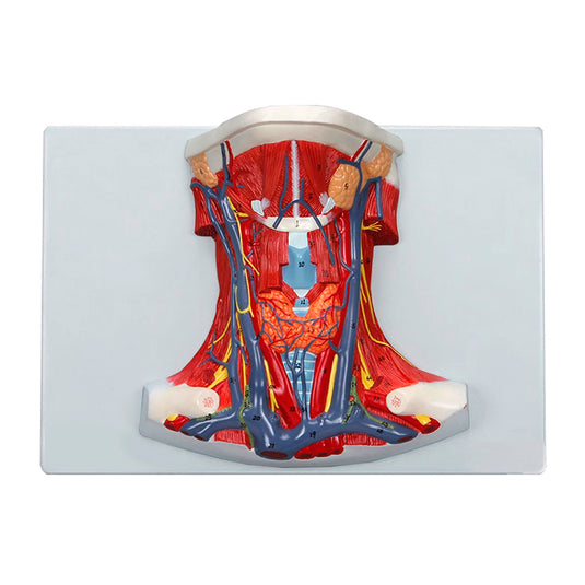 Mô hình Cổ và Họng với Cơ bắp, Tĩnh mạch và Động mạch [Mã sản phẩm: MG20129]