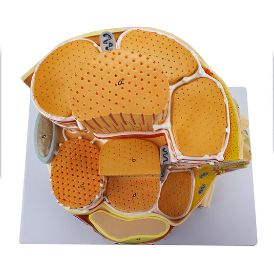Mô hình Vi cấu trúc Sợi Cơ, phóng đại 40,000 lần [SKU: MG23414]