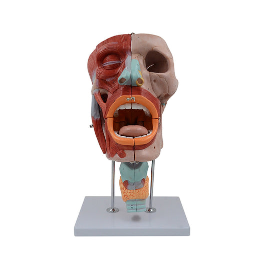 Mô hình cơ đầu, phóng to, 10 phần [SKU: MG29864]