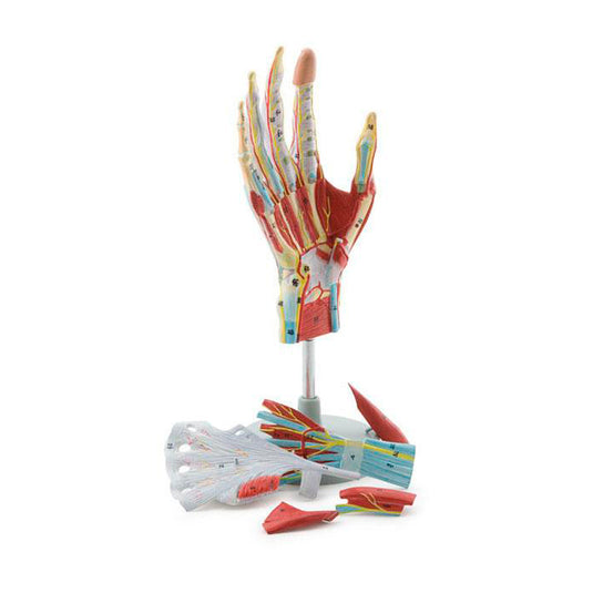 Mô hình bàn tay, 7 bộ phận [SKU: MG23167]