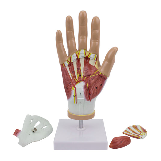 Mô hình tay có dây chằng và cơ, 4 phần [SKU: MG29364]