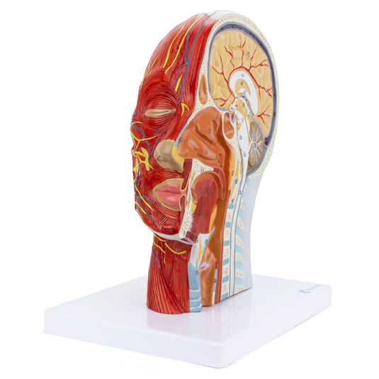 Mô hình Đầu Nửa với Cơ Bắp [SKU: MG29511]