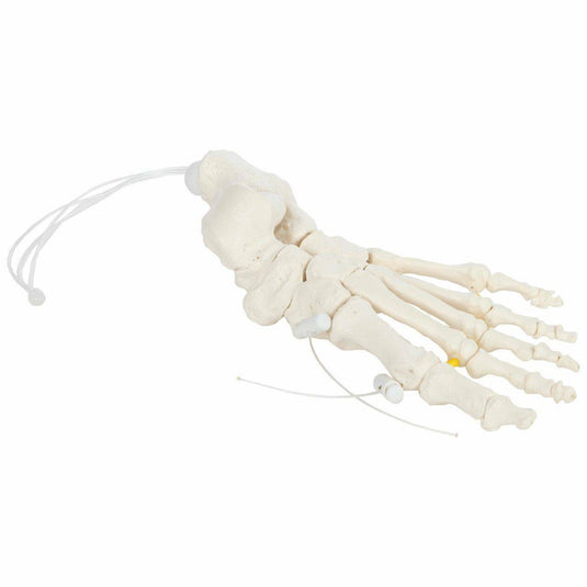 Mô hình xương bàn chân, Dây nylon [SKU: MG8516]