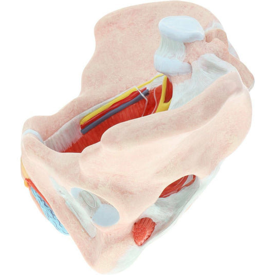 Mô hình xương chậu nữ với dây chằng, mạch máu, dây thần kinh và sàn chậu [SKU: MG36167]