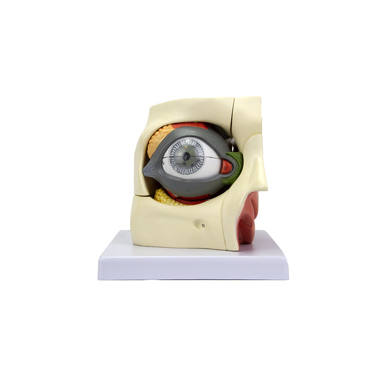 Mô hình mắt, phóng to 2.5X, 14 phần [SKU: MG29943]