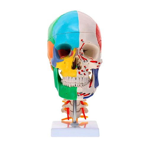 Mô hình hộp sọ giảng dạy với mô hình cơ bám [Mã sản phẩm: MG22306]