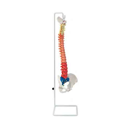 Mô hình cột sống linh hoạt dùng trong giảng dạy [SKU: MG21884]