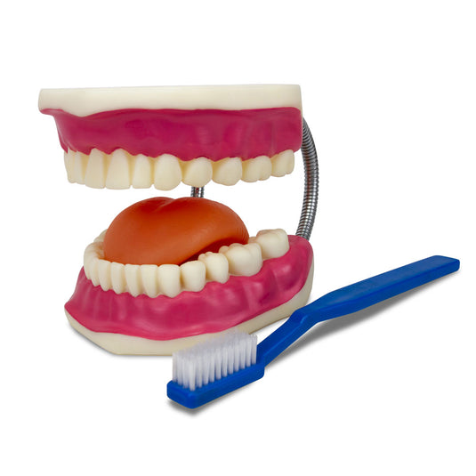 Mô hình chăm sóc răng miệng, phóng to gấp 3 lần [SKU: MG23875]