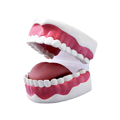 Mô hình chăm sóc răng miệng [SKU: MG23876]