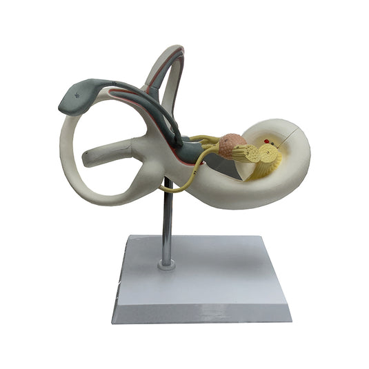 Mô hình Ốc tai, 2 phần [SKU: MG38393]