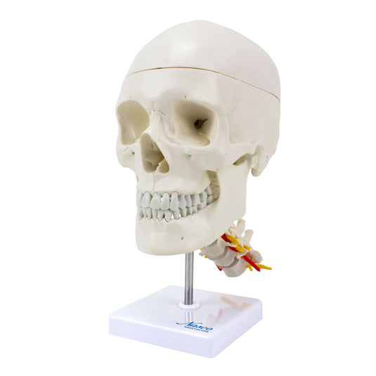 Mô hình sọ người cổ điển gắn trên cột sống cổ [SKU: MG7387]