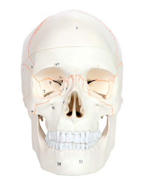Mô hình Xương Sọ Cổ điển, Đánh số, 3 Phần [SKU: MG22295]