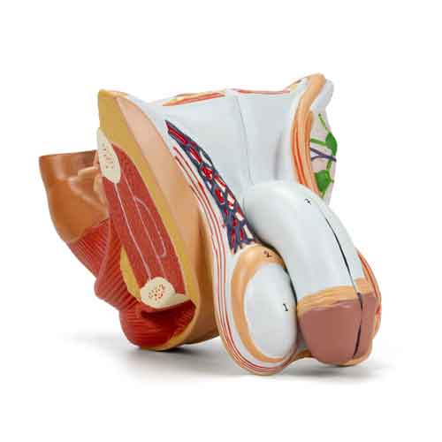 Mô hình cơ quan sinh dục nam, 4 phần [Mã sản phẩm: MG29950]