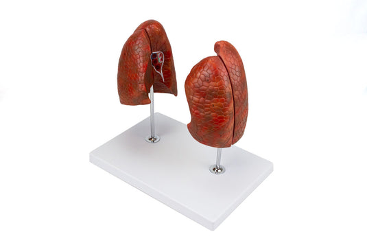 Mô hình phổi, 4 phần [Mã sản phẩm: MG29786]