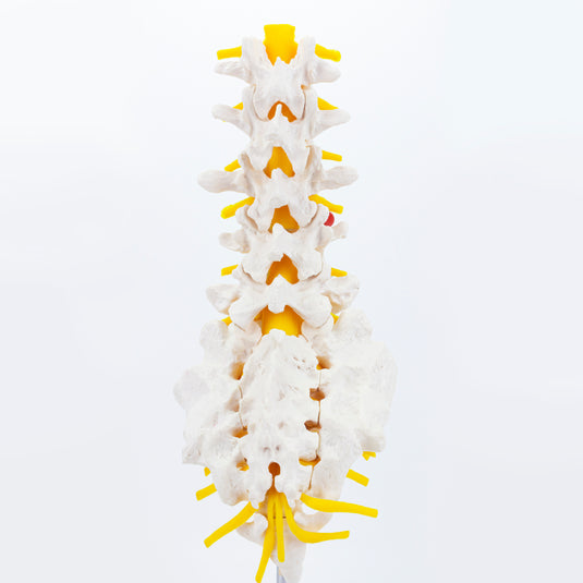 Mô hình Cột sống thắt lưng [SKU: MG21887]