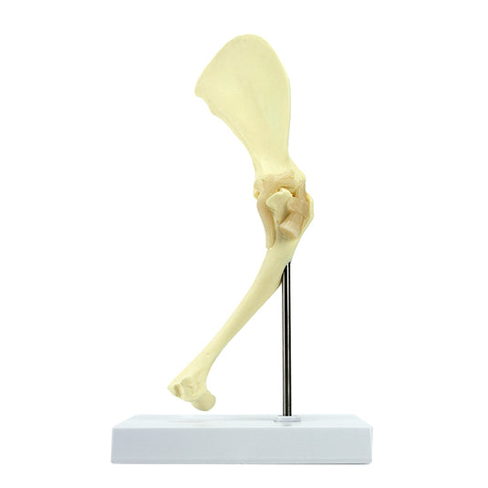 Mô hình vai chó, cỡ vừa [SKU: MG29754]