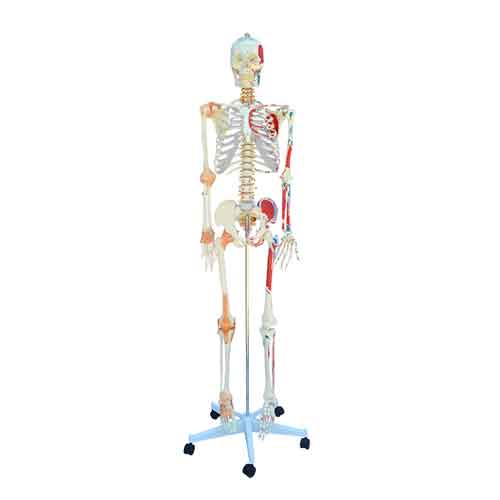 Bộ xương người trưởng thành với cơ và dây chằng, gắn trên giá có bánh xe [SKU: MG22945]