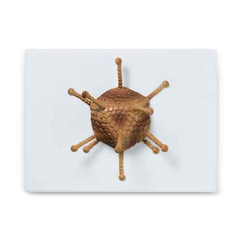 Mô hình Adenovirus [SKU: MG3188]