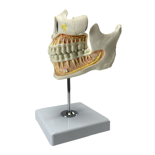 Mô hình hàm răng người lớn với dây thần kinh và chân răng [SKU: MG22594]