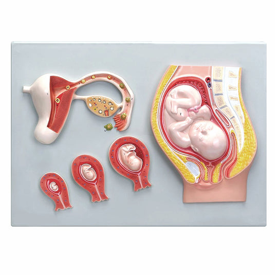 Các giai đoạn của quá trình thụ tinh và phát triển của trứng [SKU: MG23004]