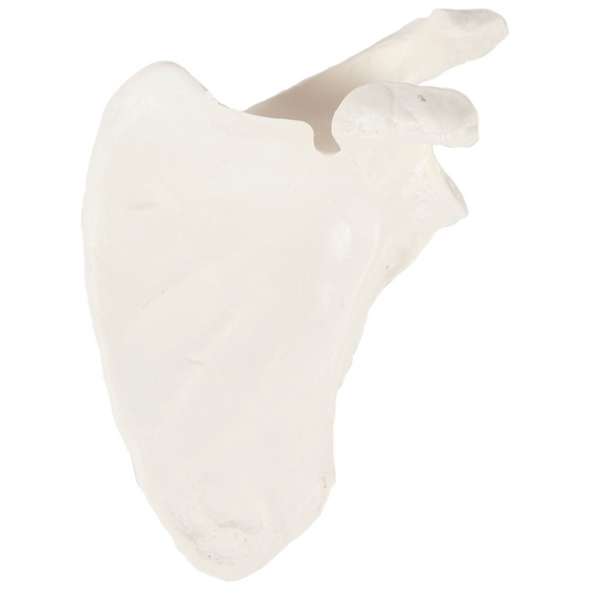 Mô hình xương bả vai [SKU: MG8248]