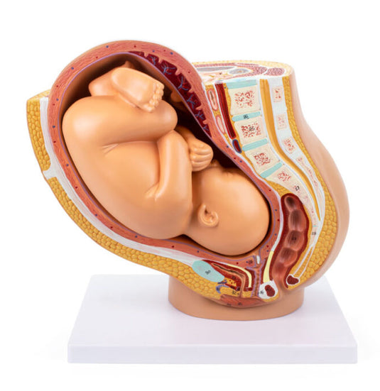 Mô hình Khung chậu với Thai kỳ, 2 Phần [SKU: MG30131]
