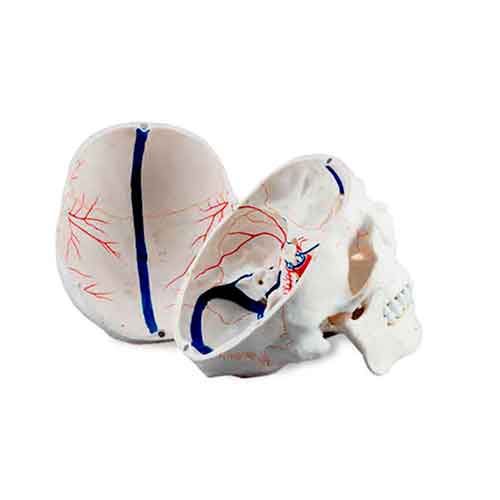Mô hình hộp sọ có mạch máu [MÃ SKU: MG22303]