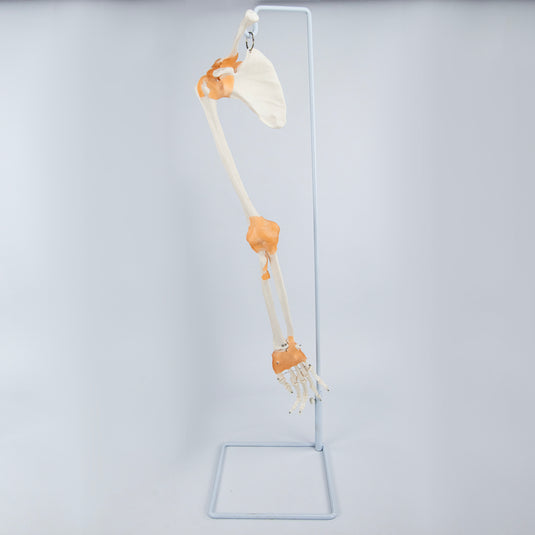 Cánh tay xương có dây chằng, xương bả vai và xương đòn [SKU: MG8511]