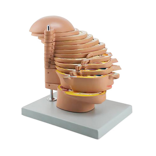 Mô hình đầu MRI, 12 mặt cắt ngang [SKU: MG31094]
