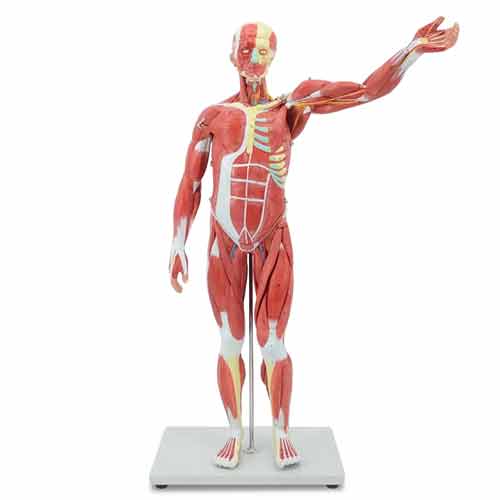 Mô hình hình Fig cơ bắp, kích thước 1/2 [Mã sản phẩm: MG8999]