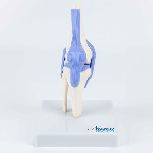 Mô hình Khớp Gối Mini, Kích Thước Bán Nguyền [SKU: MG34879]