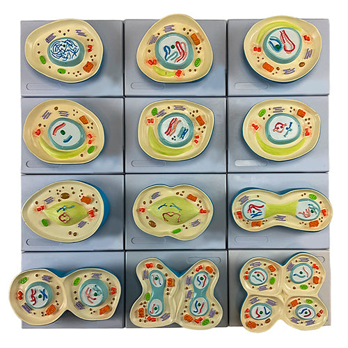 Mô hình Giảm phân, 12 bộ phận [SKU: MG29412]