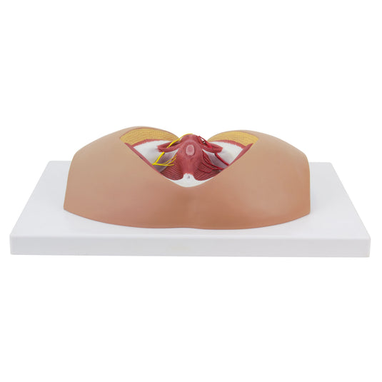 Mô hình Perineum Nam [SKU: MG30415]