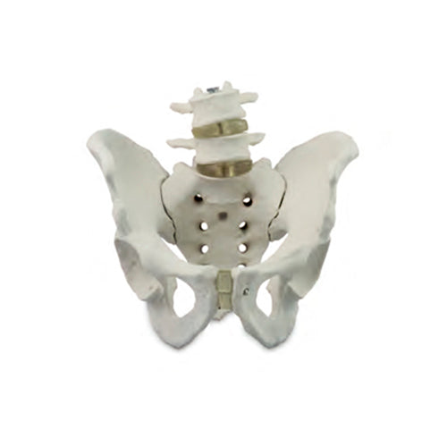 Mô hình Khung Chậu Nam với Đốt Sống Thắt Lưng [SKU: MG22965]
