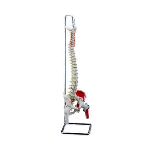 Mô hình cột sống linh hoạt cao cấp sơn với đầu xương đùi [SKU: MG21858]