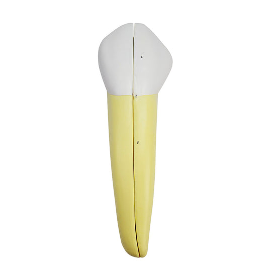 Mô hình Răng Nanh Dưới, 2 Phần [SKU: MG21502]