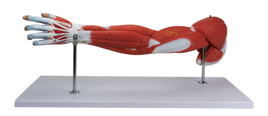 Mô hình cơ bắp cánh tay cao cấp, 7 phần [SKU: MG21152]