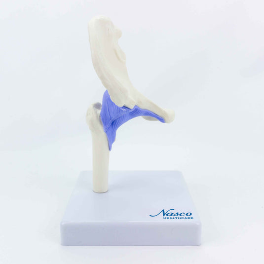 Mô hình Khớp Hông Mini, Kích thước Nửa [SKU: MG34877]
