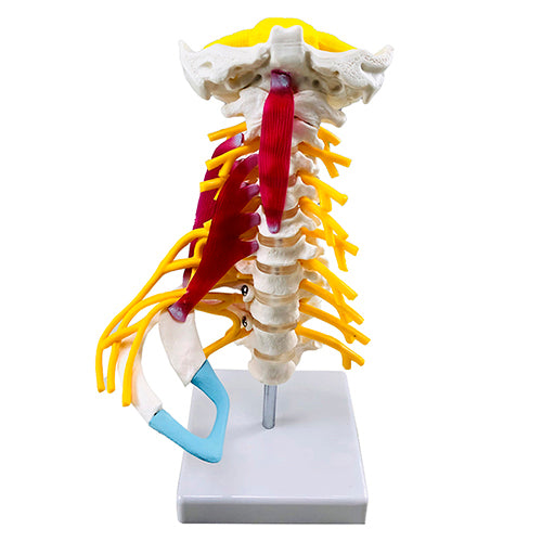 Mô hình cột sống cổ cao cấp [SKU: MG34918]