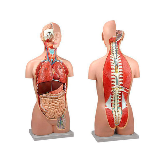 Mô hình thân người unisex cổ điển với cổ và lưng mở, 17 phần [SKU: MG31995]