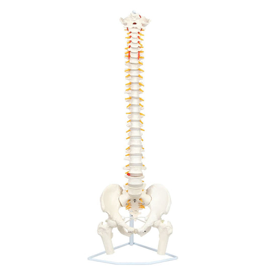 Mô hình cột sống linh hoạt cổ điển với chỏm xương đùi [SKU: MG21853]